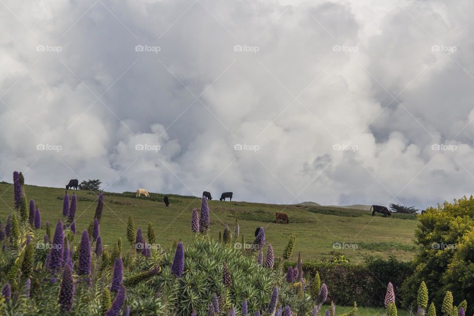 Cows grazing in the countryside around Bodega Bay California with stunning fluffy white clouds and the vibrant purple of Pride of Madeira in the foreground