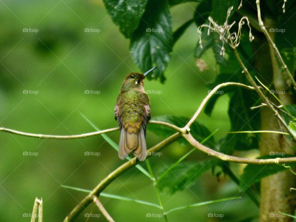 Colibrí 