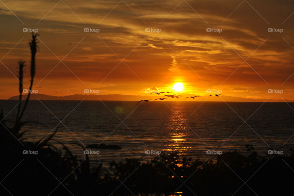 A Beautiful all natural, unedited sunset over the ocean with a flock of birds
