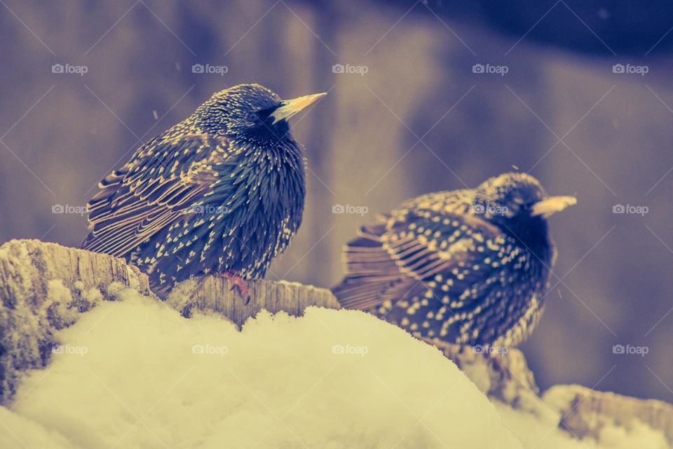 birds sitting on a snow covered fence in the middle of a snowstorm