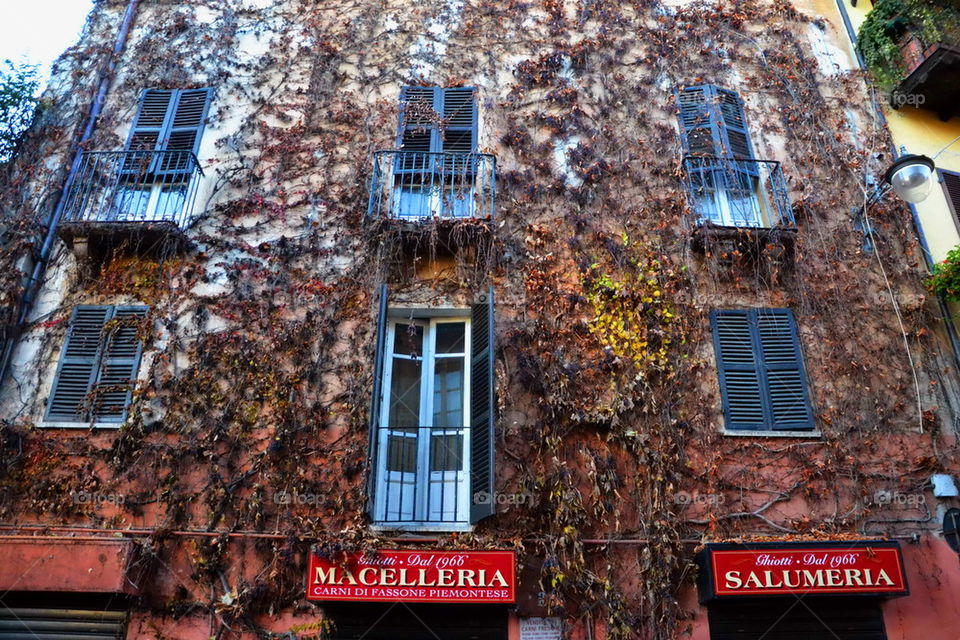 house, facade, ivy, balcony, window, winter