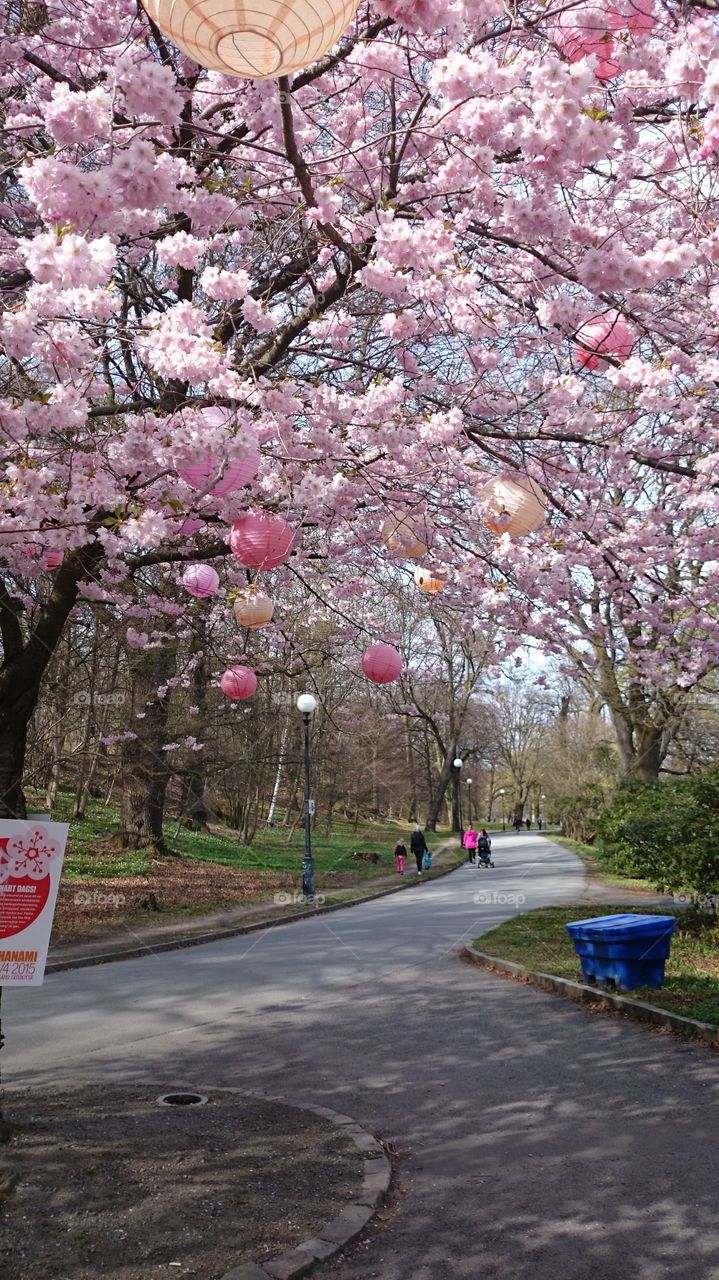 Cherry blossom 