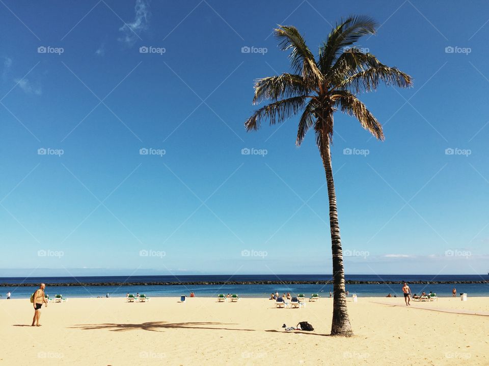 Beach and palm 