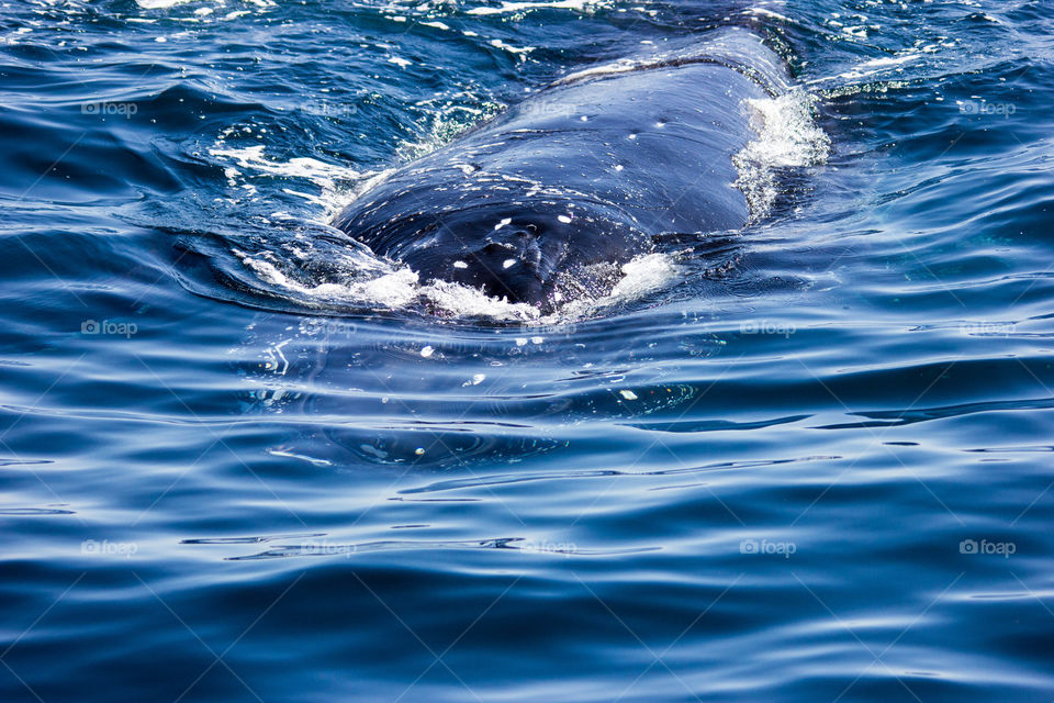 Australia - Merimbula, whale up close