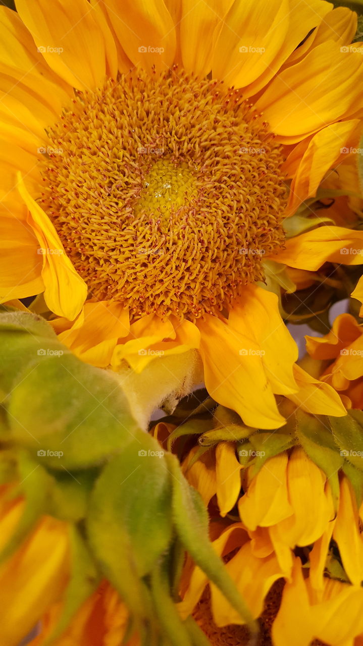 bright orange yellow sunflower