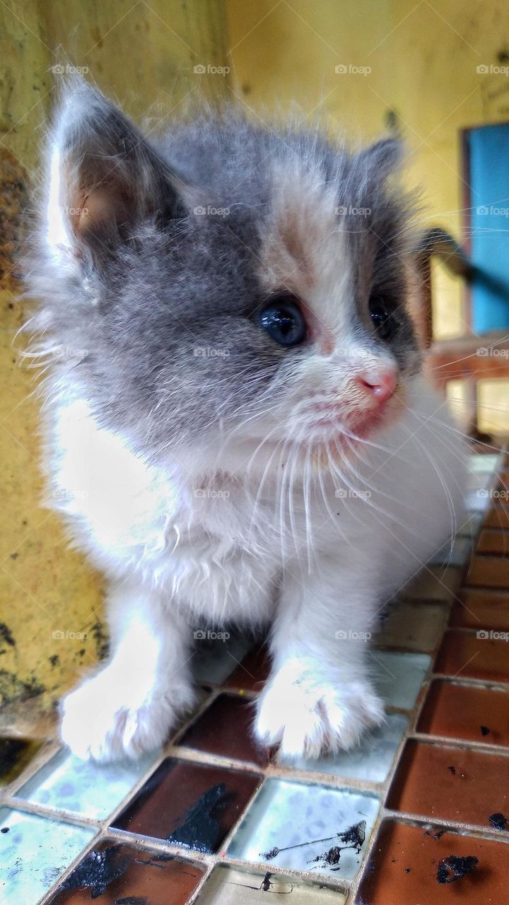 Cute kitten sitting on the terrace in the yard
