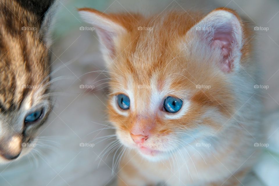 A little red baby kitten with deep blue eyes