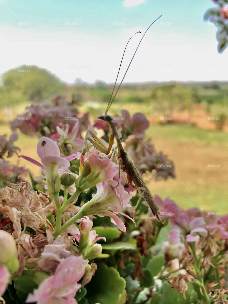 Carolina mantis