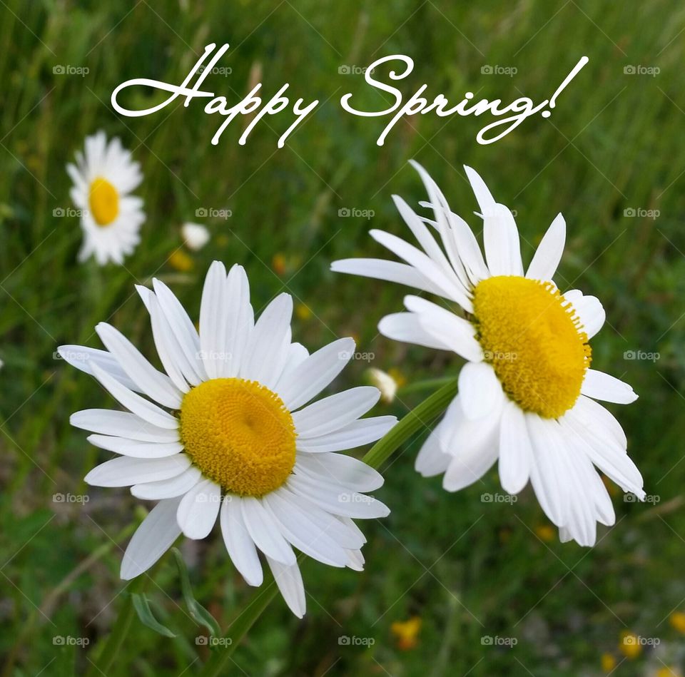 Happy Spring 