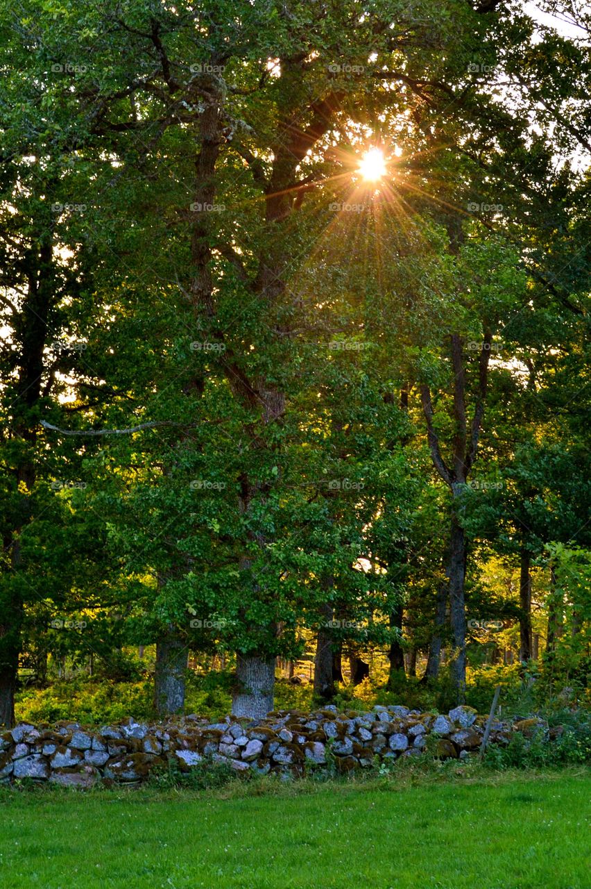 Nature and sunset