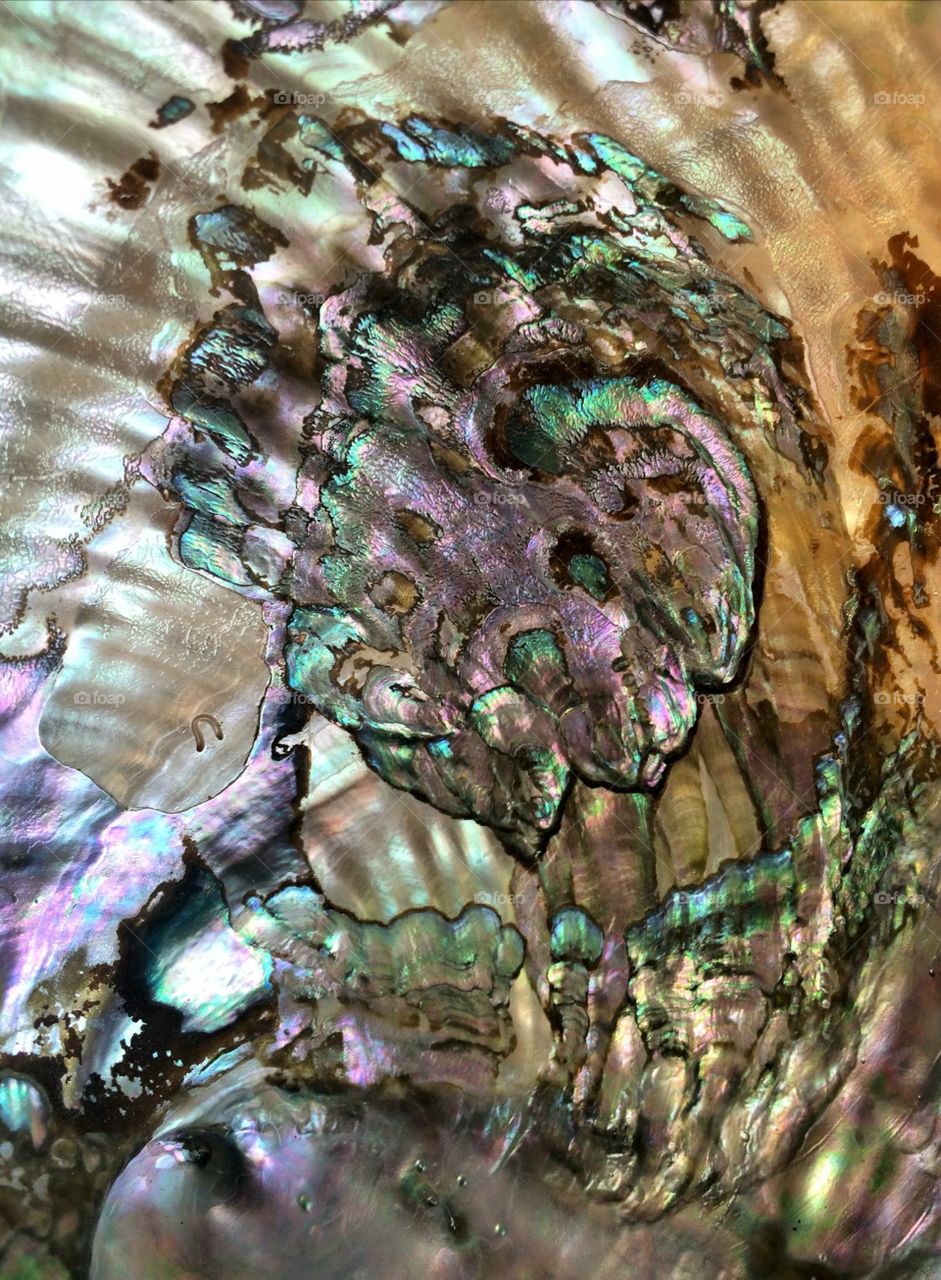Abalone, 2015