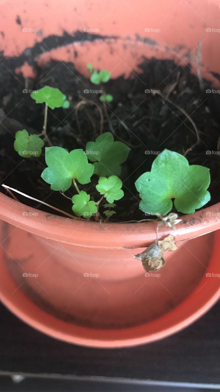 Tiny plants 