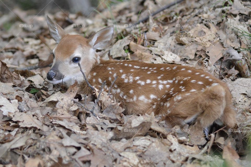 Camouflage 