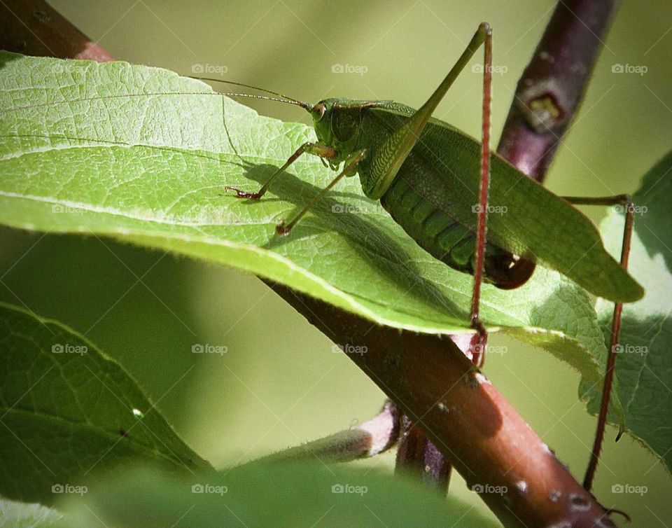 Applehopper by Fleetphoto