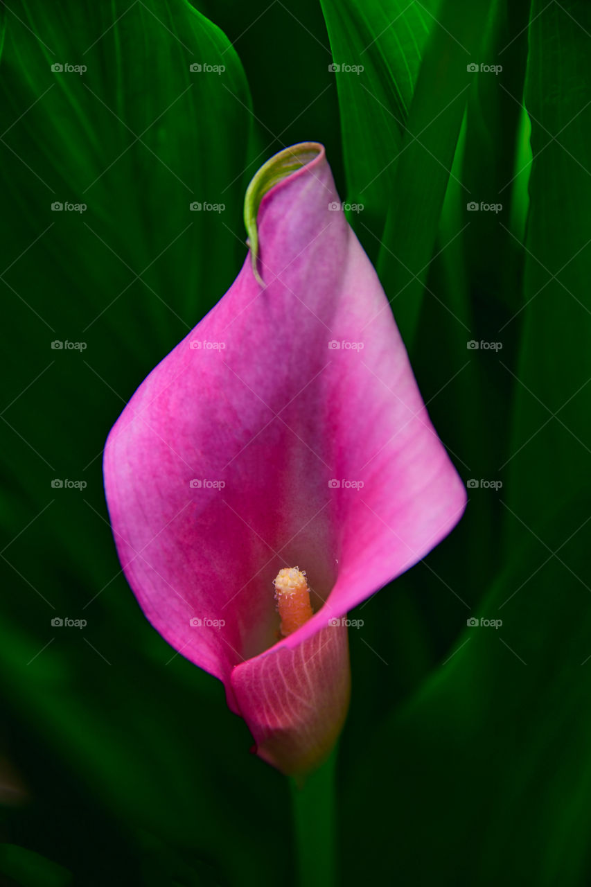 lily from my desires