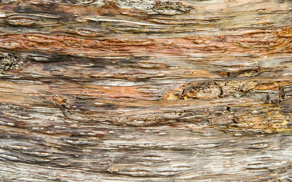 Rough tree bark