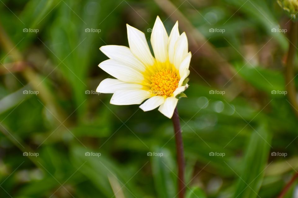 Beautiful flower beginning to close for the day.