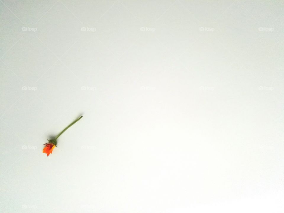 High angle view of flower on white background
