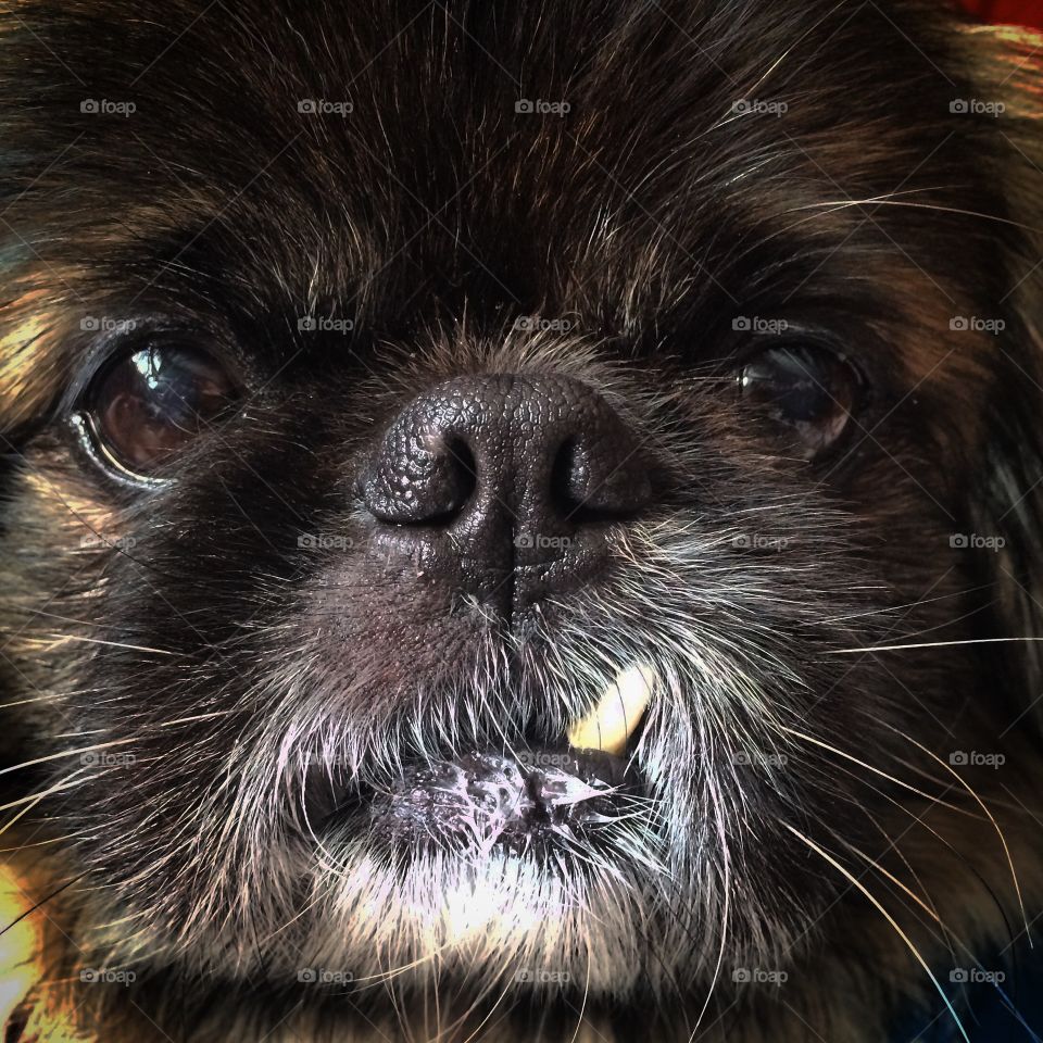 Pekingese. Close up Pekingese