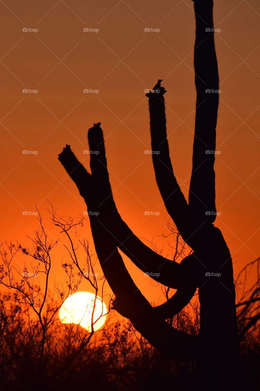 Saguaro silhouette with a bird perched on it