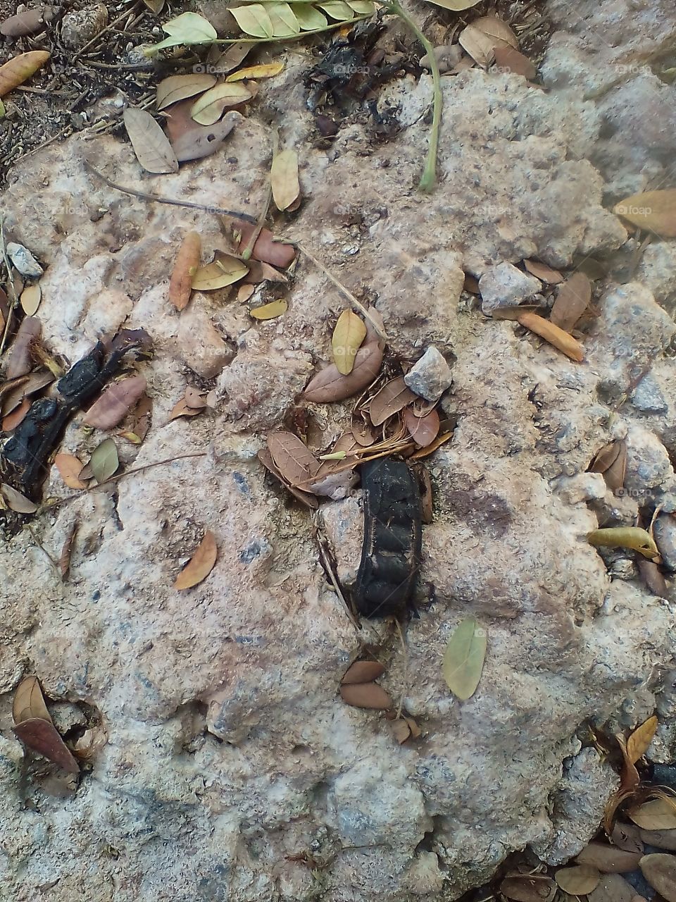 black tamarind fruit falling on the stone