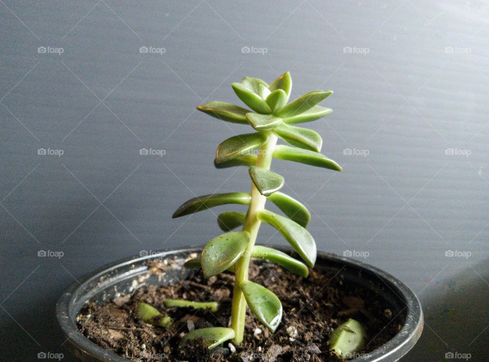 A tall succulent plant against a dark background