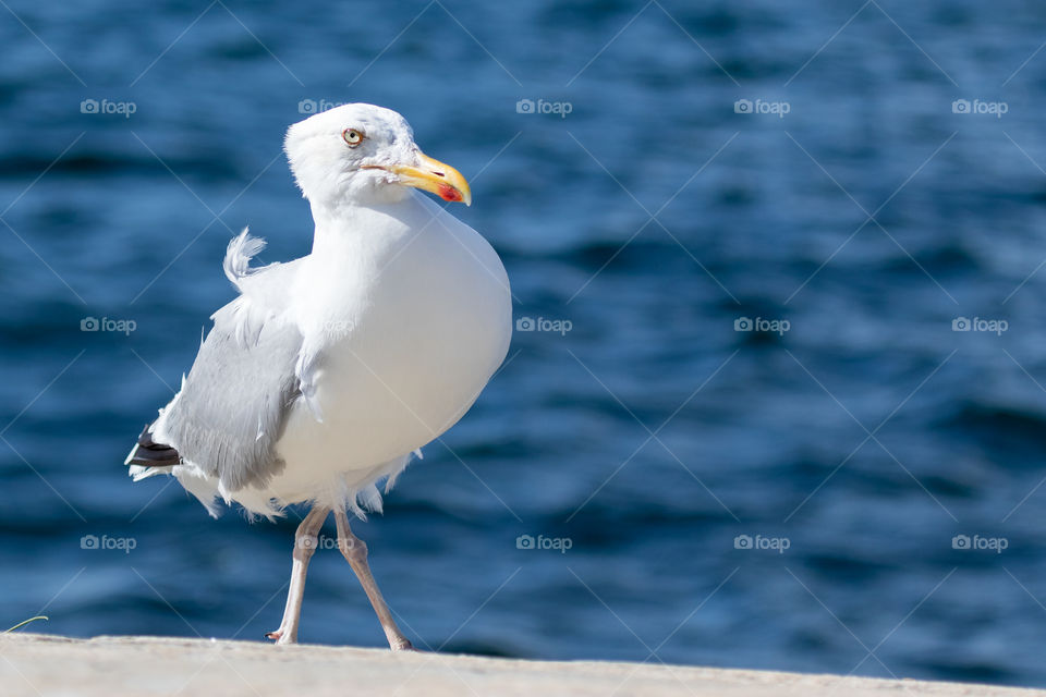 Grumpy seagull walking by the ocean 