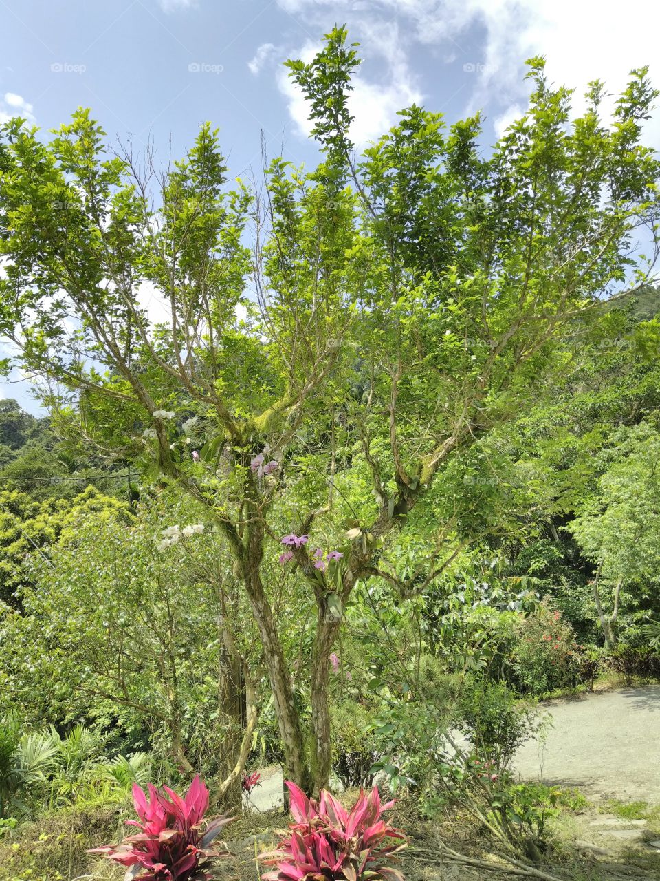 a no edit photo a pure beauty of a tree with flowee  #nature