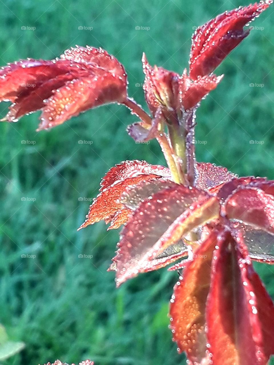 new scarlet rose shoot with morning dew green grass in the background