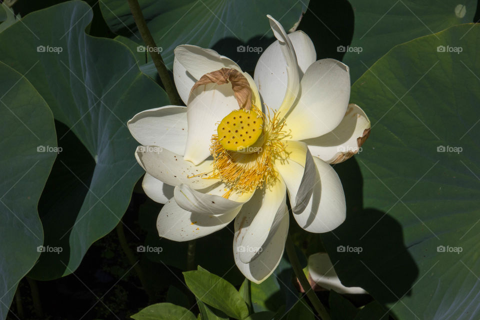 Big white lotus flower 