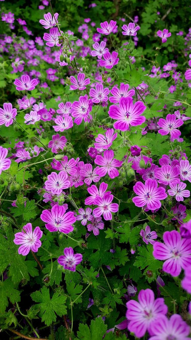 Spring flowers