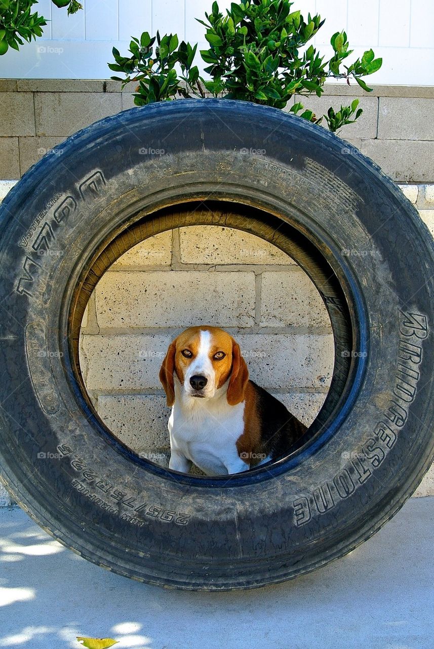 The Beagle and the Wheel