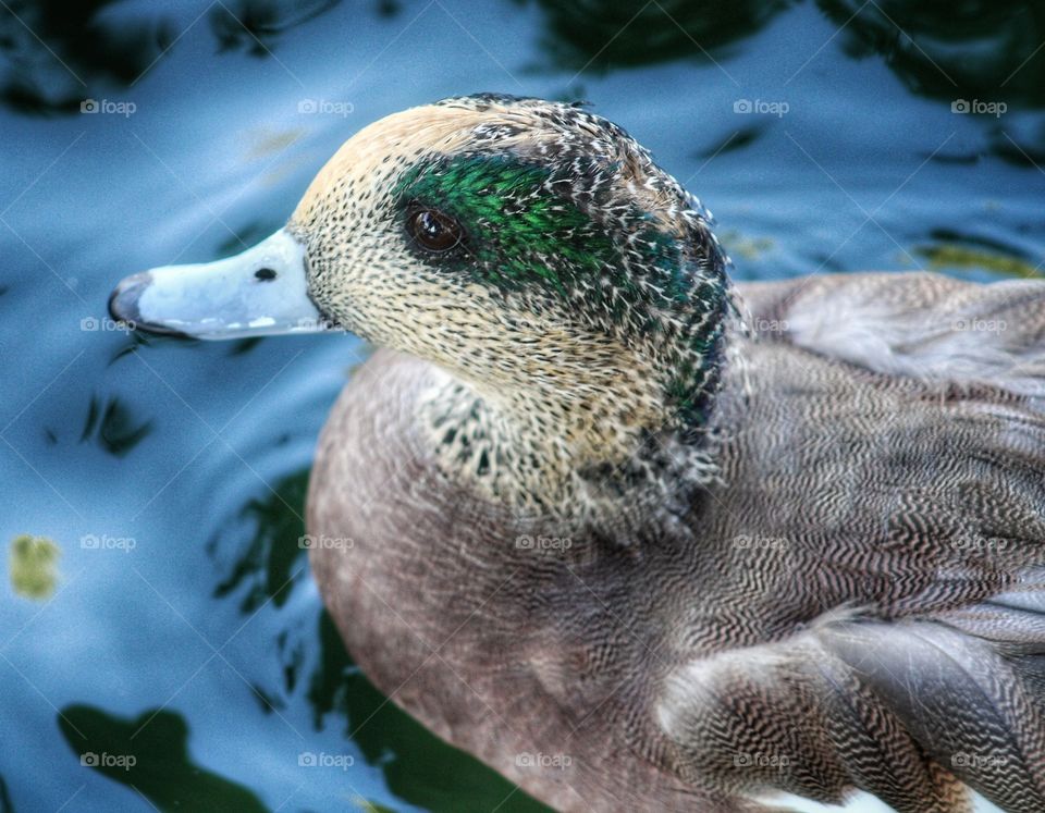close up photo of an American wigeon