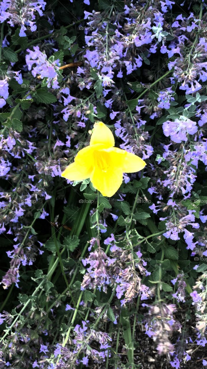 Nature. Yellow Among Purples