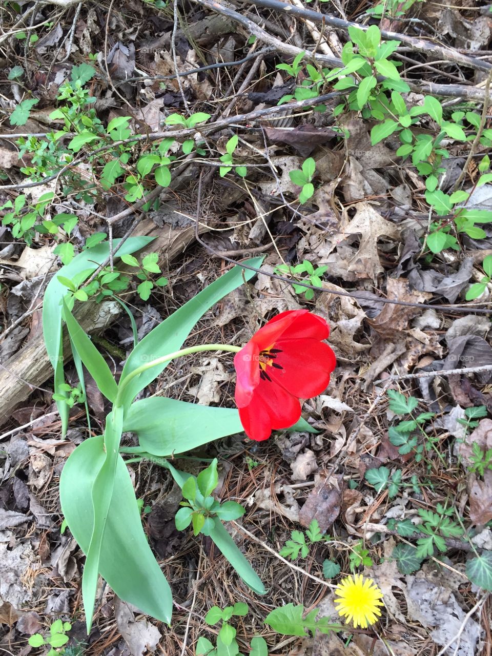 A beautiful bright red tulip standing above the brittle brown leaves left over from the harsh winter elements. Slightly surrounded with newly budded green leaves. And a burst of sunshine like color from a single standing dandelion. 