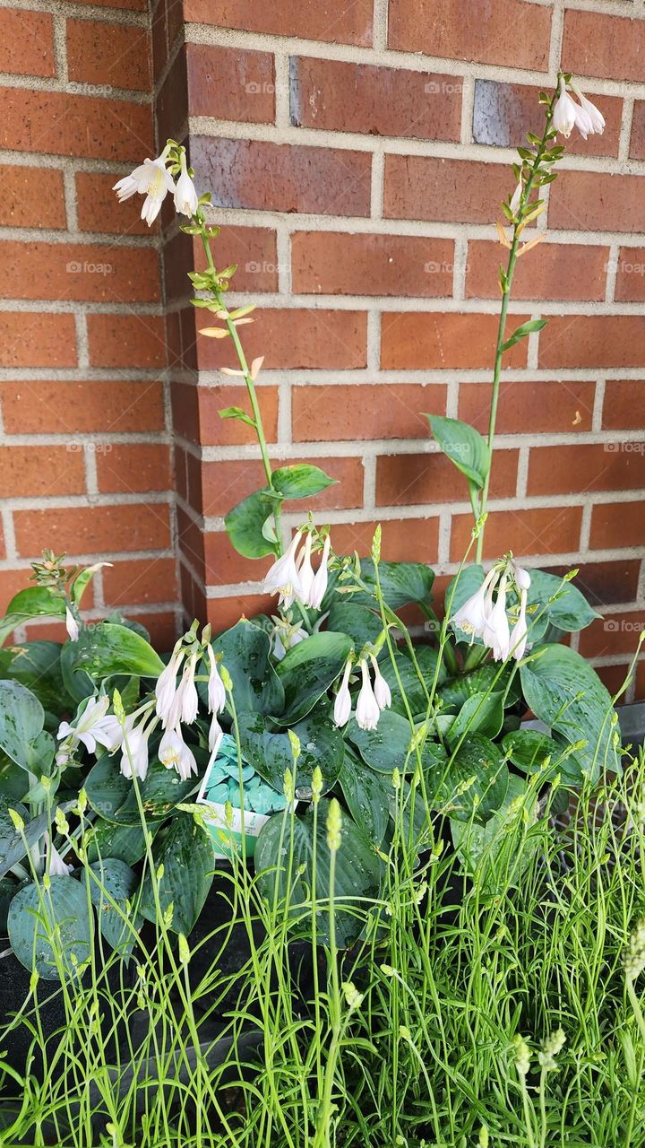 white foxglove flowering plant against brick wall background