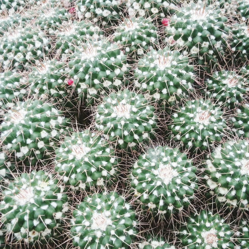 cactus. ann arbor botanical gardens