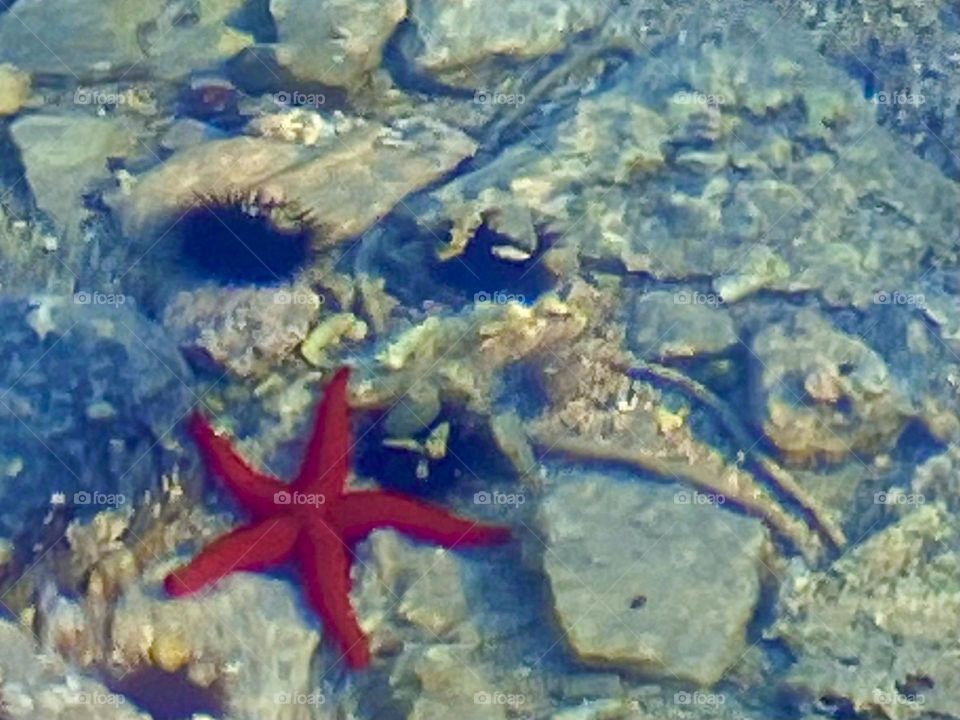 A bright red orange starfish in the blue green waters of the Adriatic Sea.