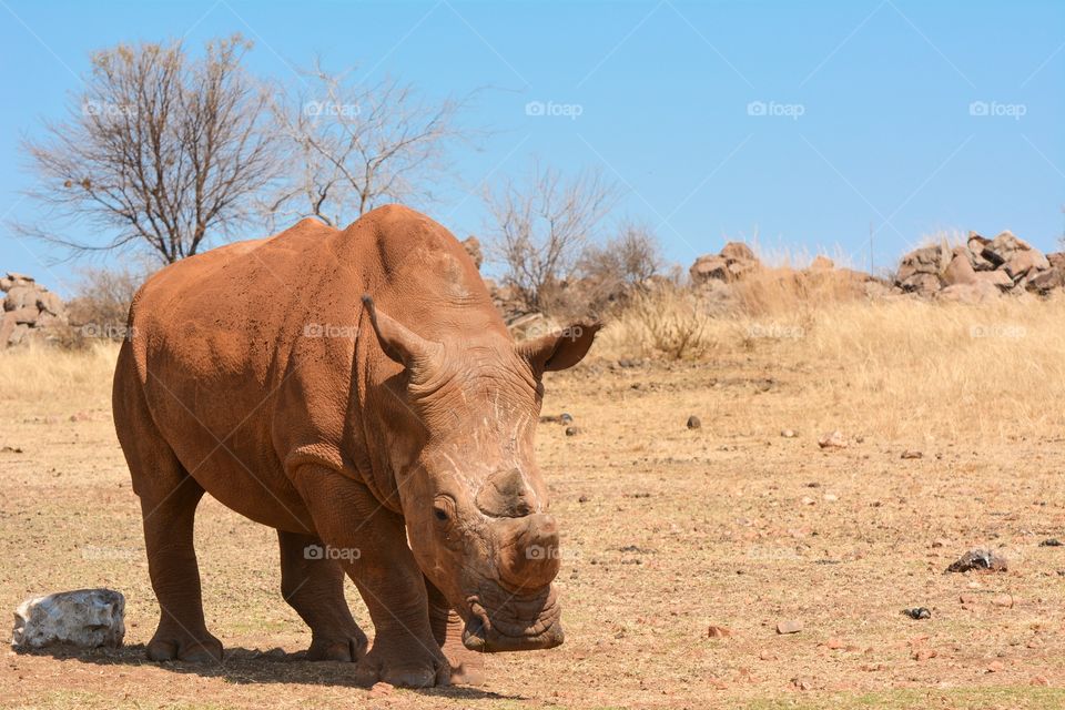 Rhinoceros on lonely stroll in almost non existent brown grass, with a few dead and very brown trees and blue skies as a background