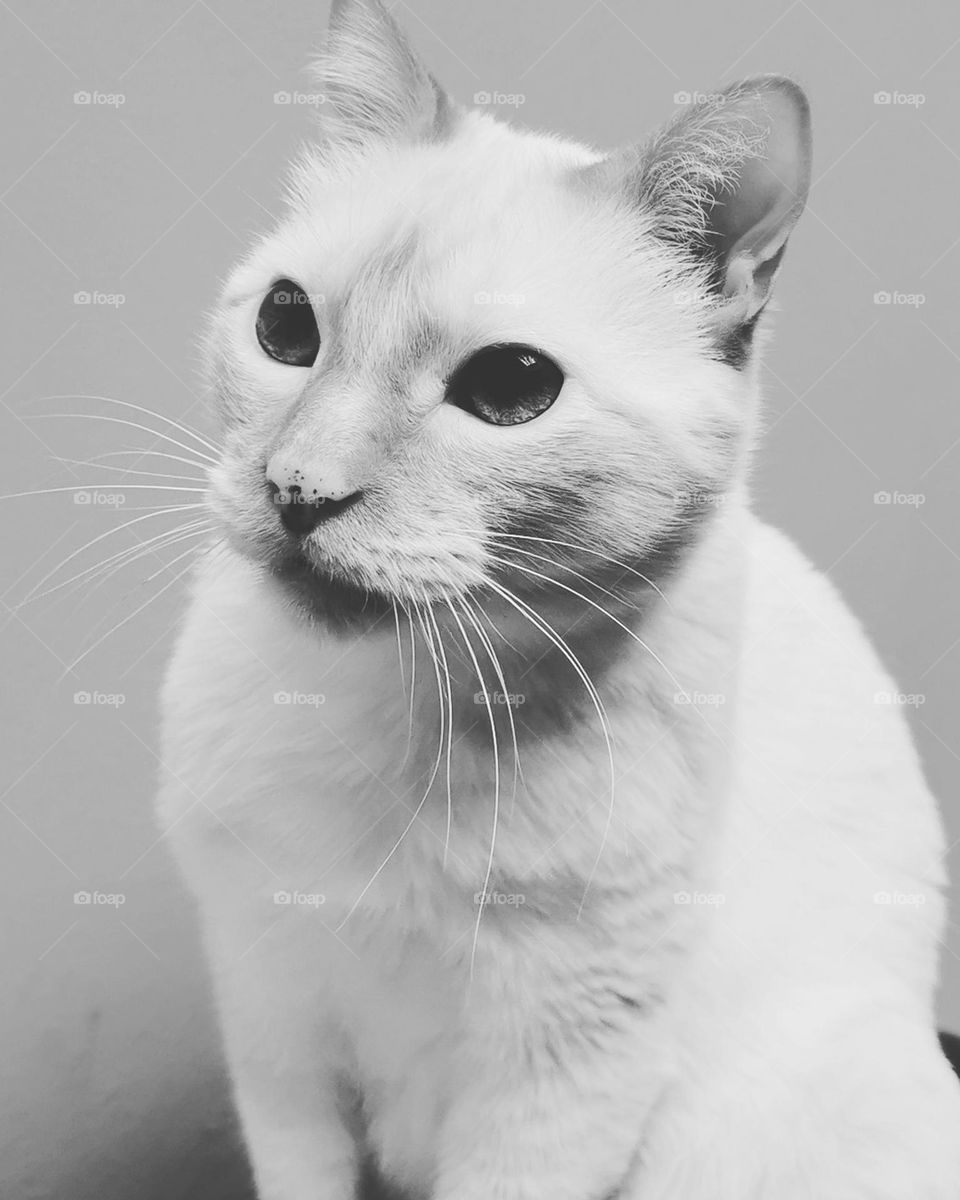B/W cat