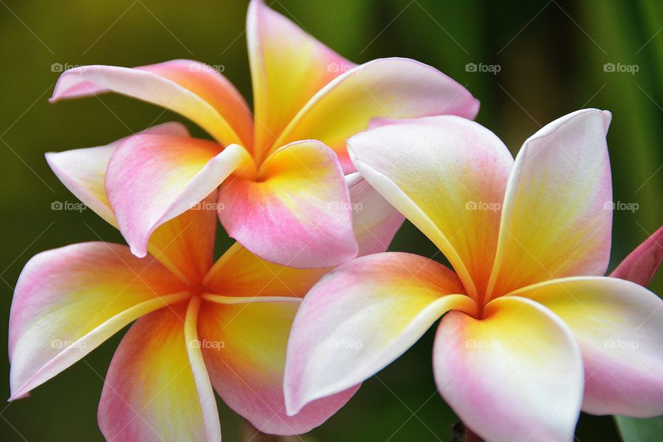 Close-up of tropical flowers frangipani