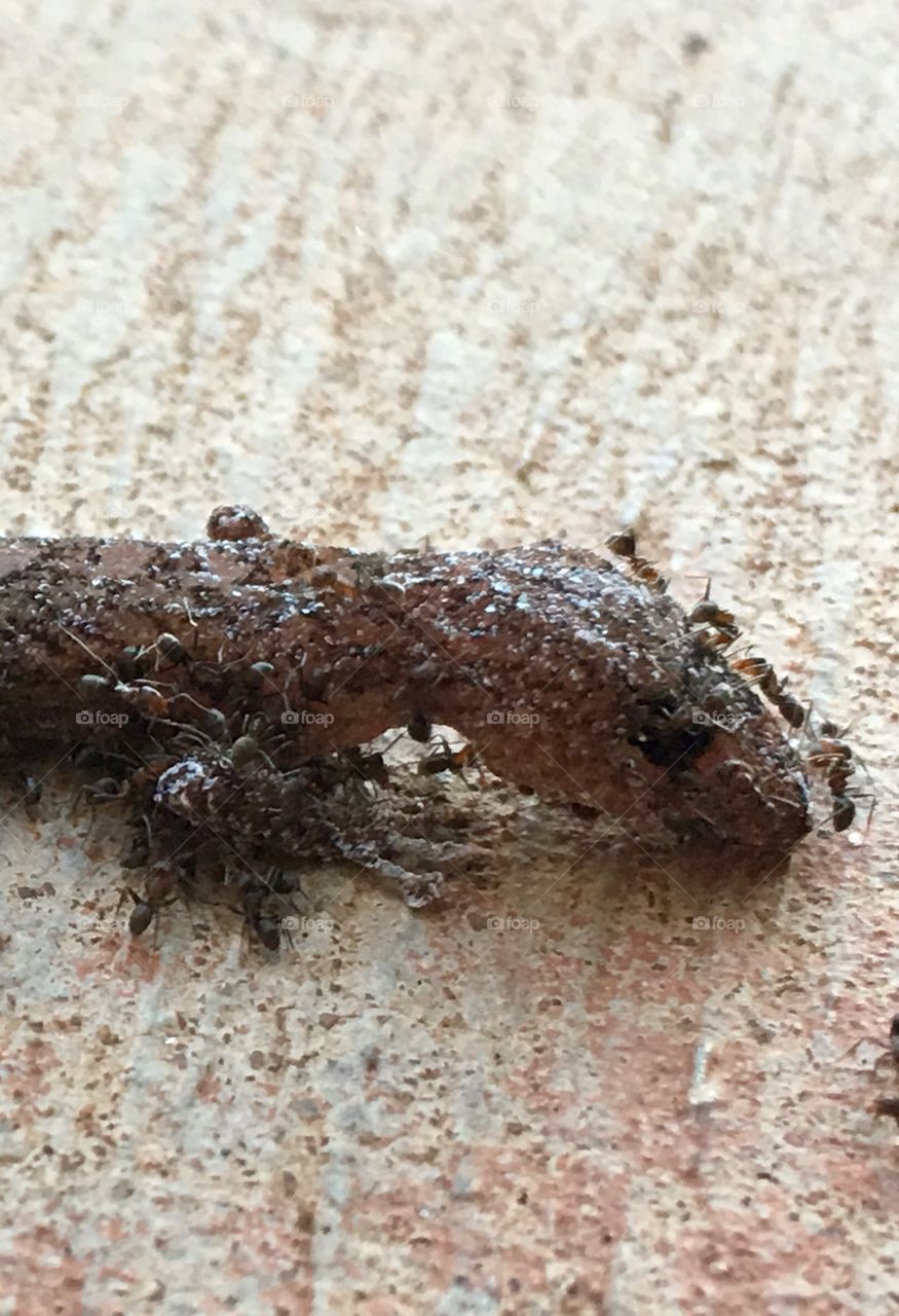 Closeup army worker ants eating lizard 