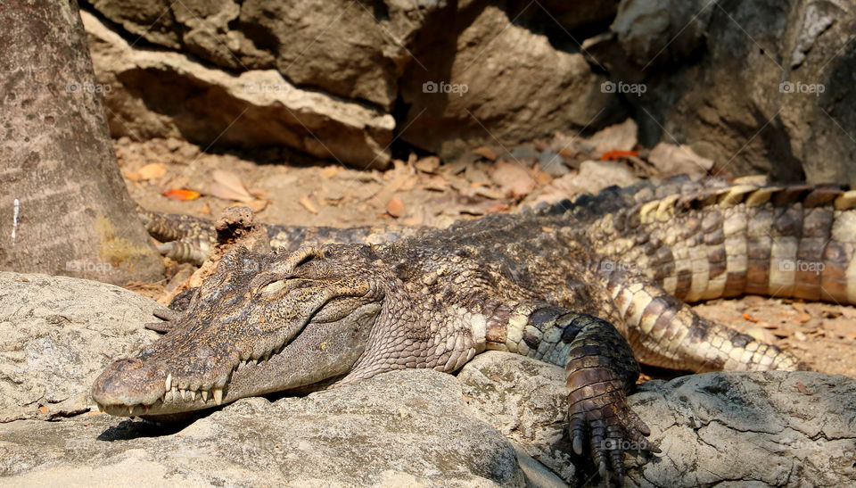 A crocodile is sunbathing on the ​rocks.