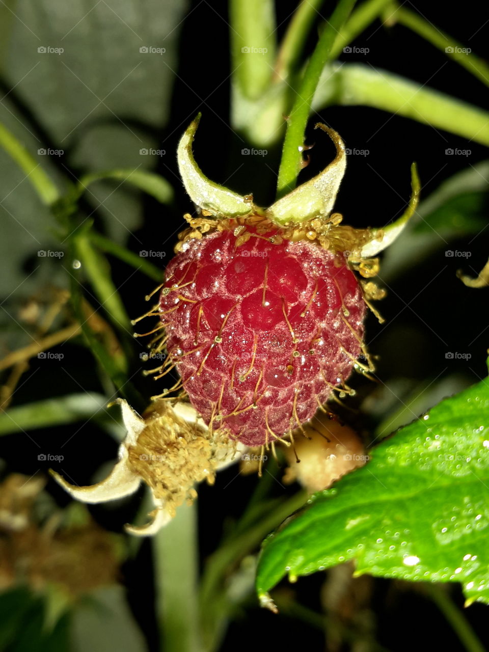 Raspberries after a rain