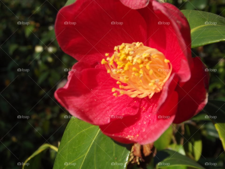 Red Camellia Flower