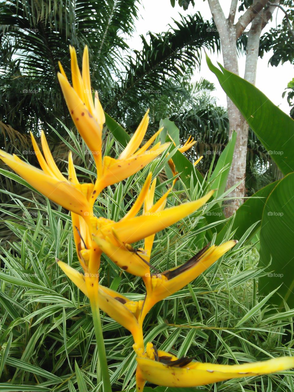 Yellow flowers