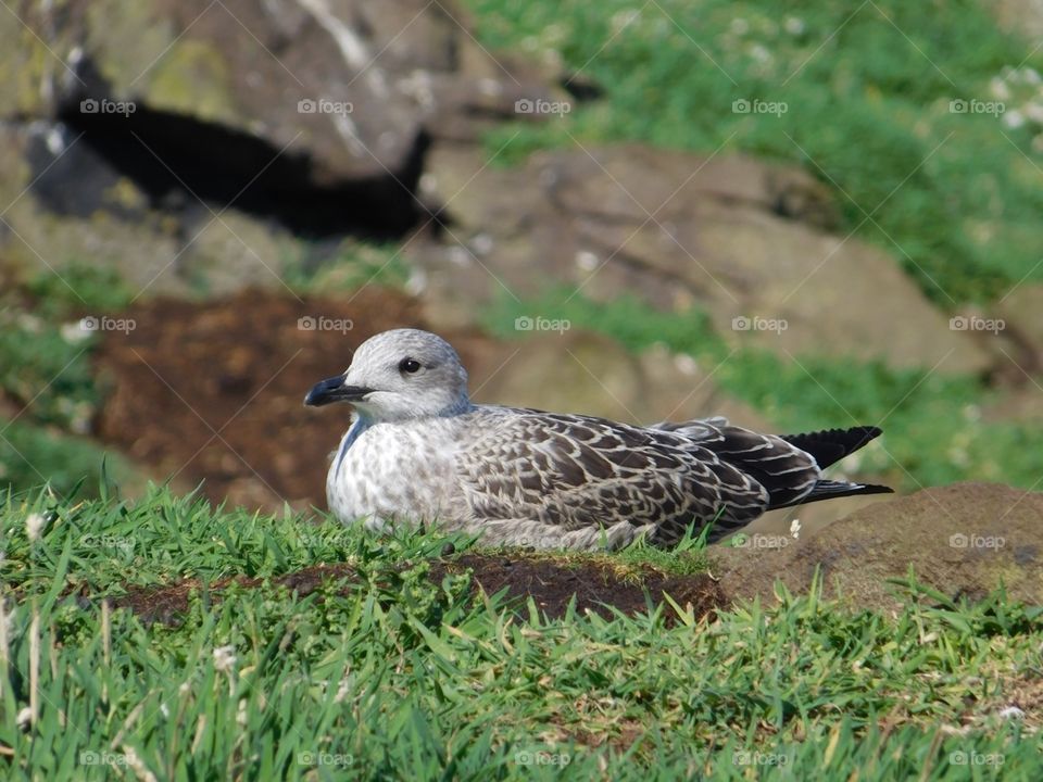 Seagull at isle of may, Scotland
