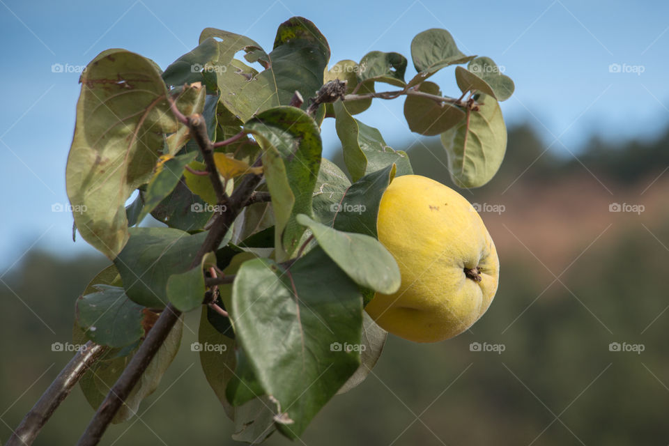 Quince fruit on the tree