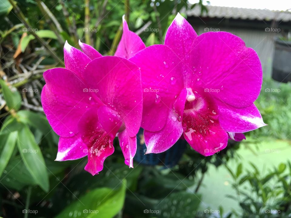Orchid flower in nature garden