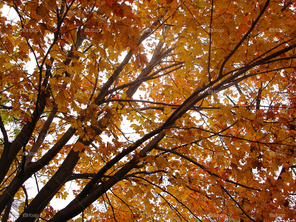 Colourful autumn tree